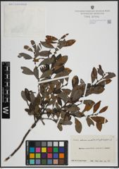Foto von Salix atrocinerea Brot. x Salix phylicifolia L.